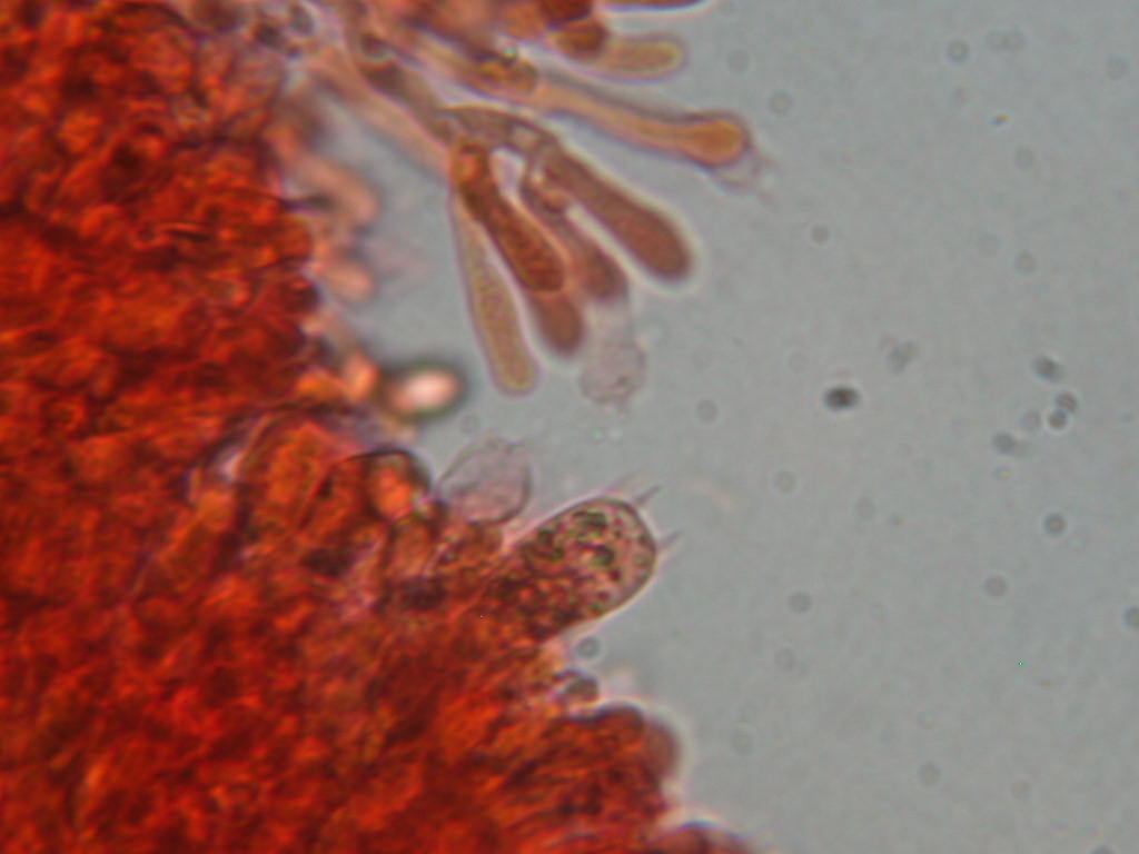 Da determinare...!!! (Radulomyces molaris)